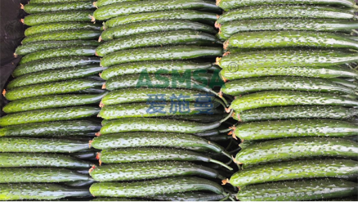 黄瓜高产施肥技巧