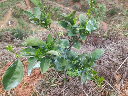 水溶肥还可以这样搭配，你知道吗