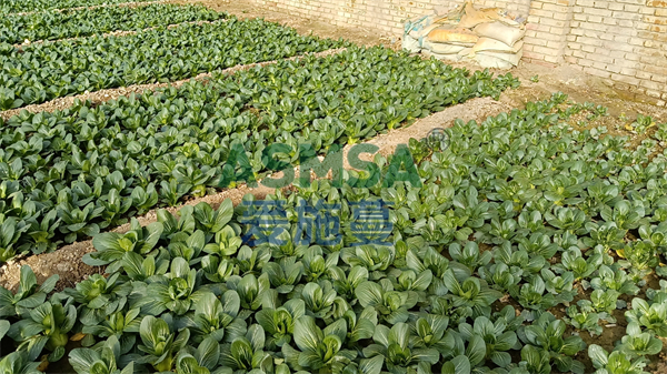 蔬菜种植为什么要使用水溶肥，你知道吗？