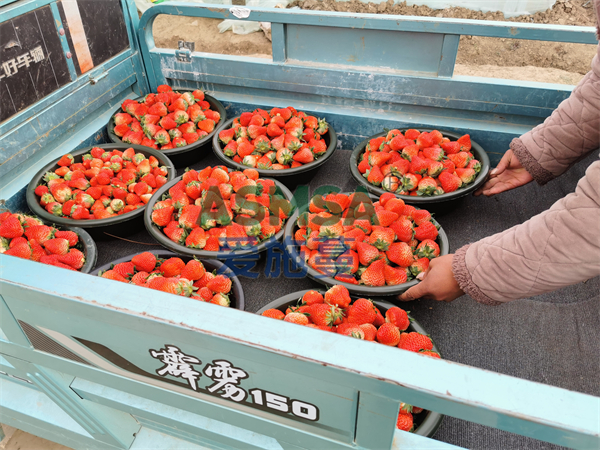 草莓施肥-爱施蔓蔓叶水溶肥