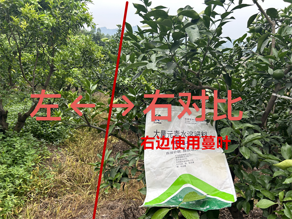 爱媛种植-使用蔓叶水溶肥对比