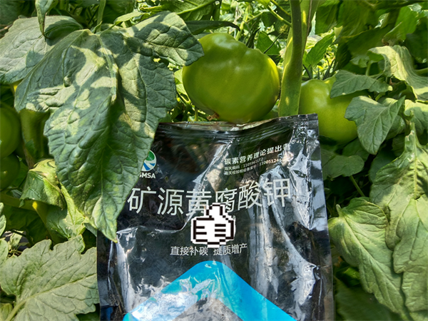 番茄施肥-爱施蔓蔓叶水溶肥