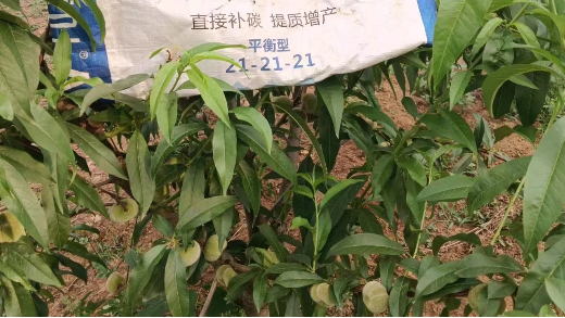 桃树种植施什么肥料