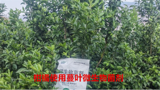 微生物菌剂，助力果树增产丰收