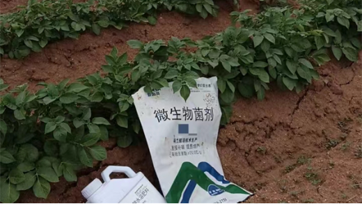 微生物菌剂——土豆种植施肥必备，增产又防病