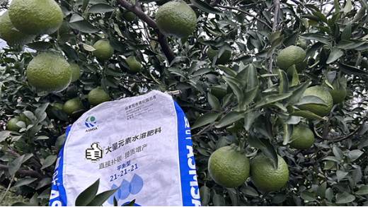 柑橘种植膨果期施什么肥