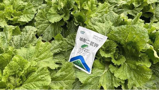 磷酸二氢钾冬季能使用吗？看完你就知道了