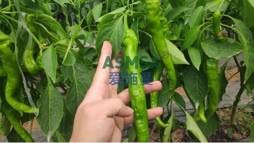 辣椒种植指南，落花落果不用愁