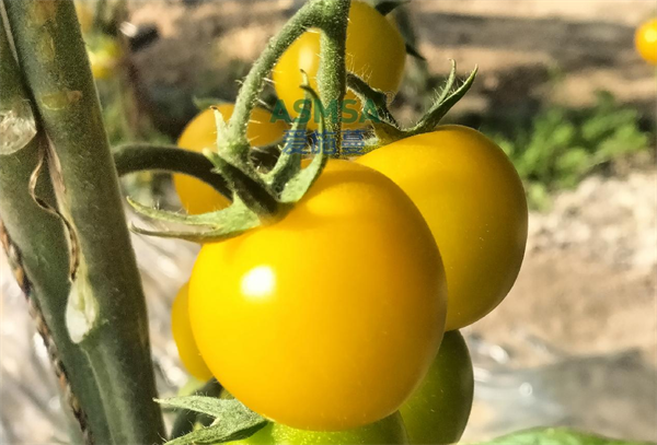 西红柿种植-爱施蔓蔓叶微生物菌剂