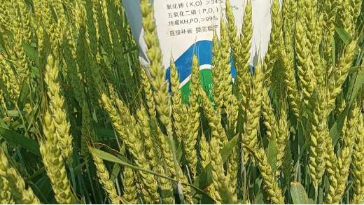 磷酸二氢钾怎么用？功效+注意事项速看