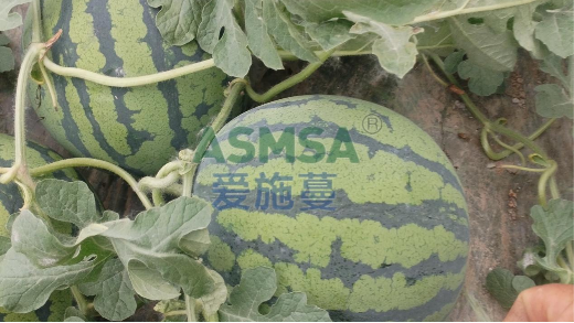 西瓜种植增甜技巧，做好这几点