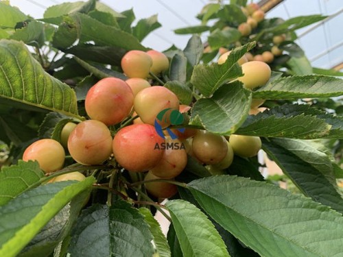 微生物菌剂效果不好，原来是使用方法不对