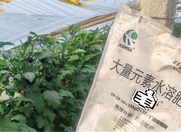 茄子施肥—爱施蔓蔓叶水溶肥