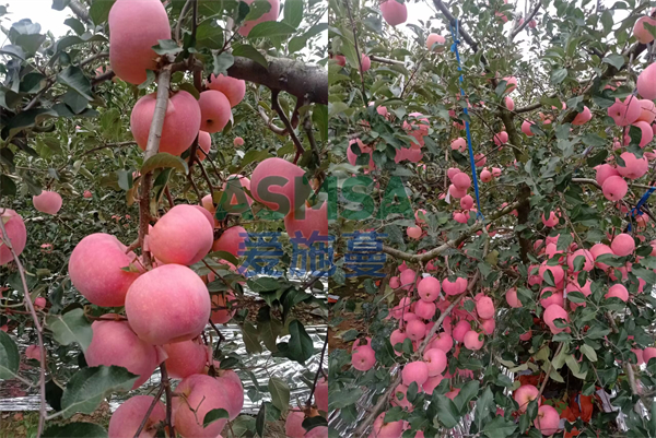 苹果种植-爱施蔓蔓叶水溶肥