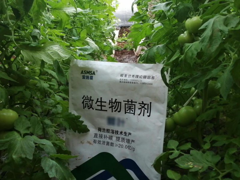 番茄种植—爱施蔓叶水蔓溶肥