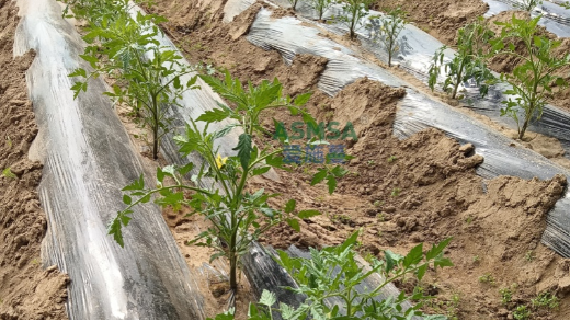 番茄种植用什么水溶肥好