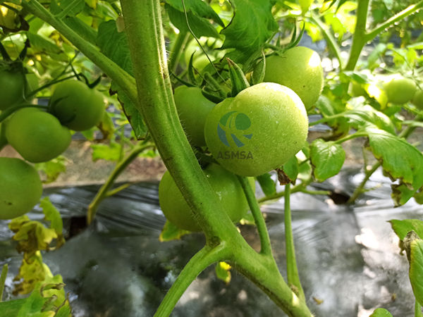 番茄-爱施蔓蔓叶水溶肥