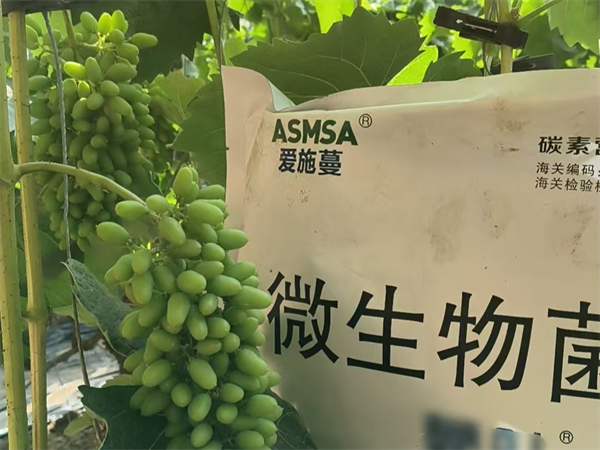 葡萄施肥-爱施蔓蔓叶微生物菌剂