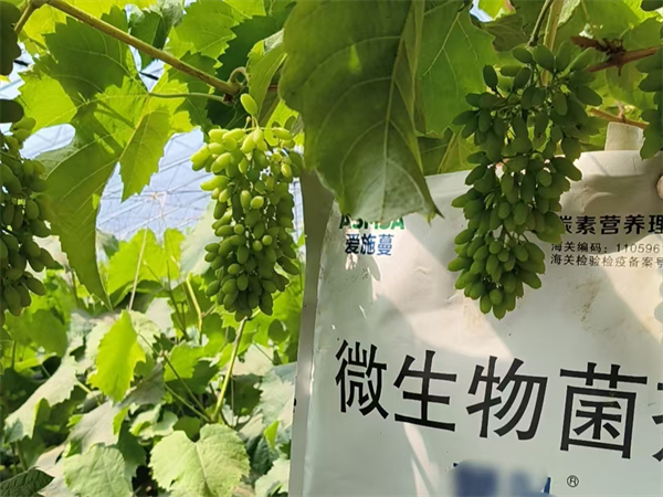 葡萄施肥-爱施蔓蔓叶微生物菌剂