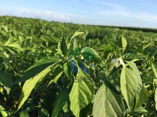 大量元素水溶肥好吗？改变生活的决定