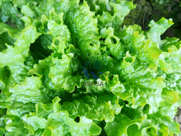 叶面肥补碳增产，菜农的好帮手