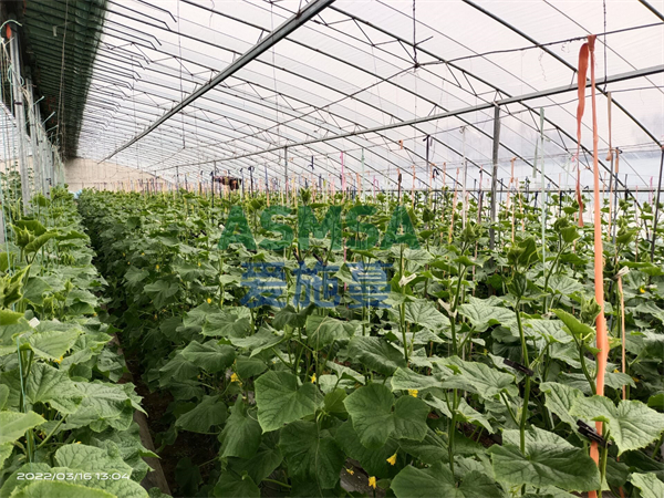 磷酸二氢钾有什么用？种植户黄大哥告诉你