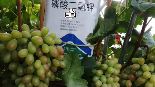 葡萄种植应该如何施肥