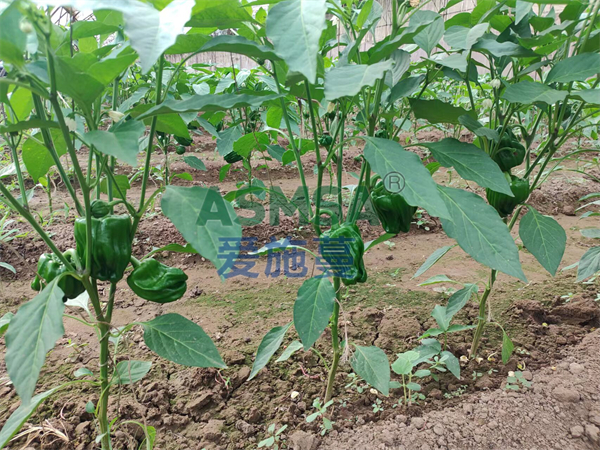 水溶肥使用指南，经销商种植户必看