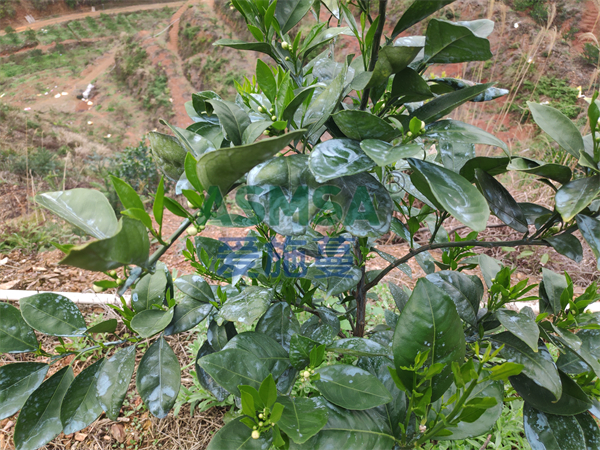 哪种水溶肥效果好，张大哥的种植经验分享