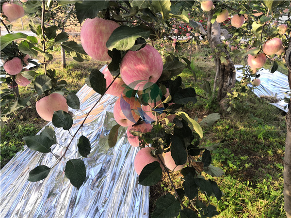 微生物菌剂对苹果树有什么价值