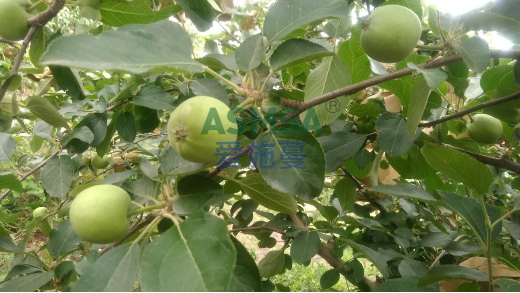 苹果种植花期管理：抓准3要点，高产优果有保障